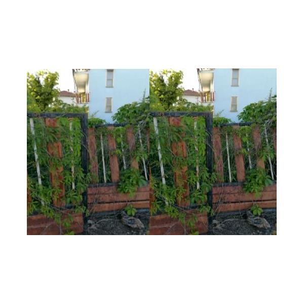 imagealt